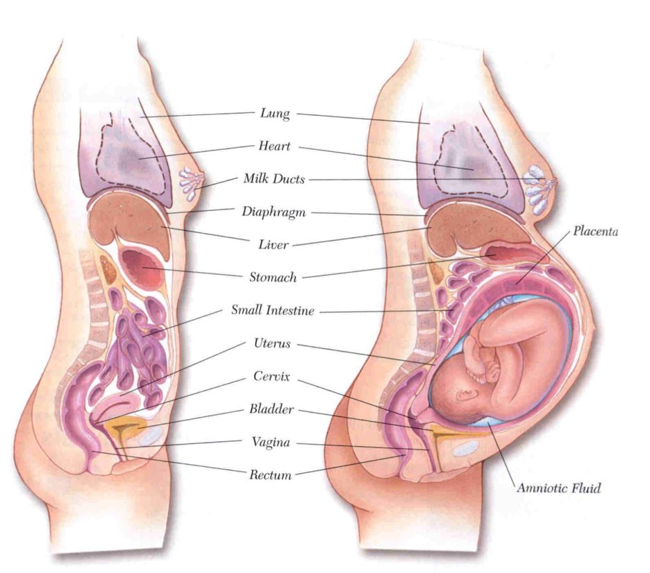 A diagram of the baby and the fetus

Description automatically generated